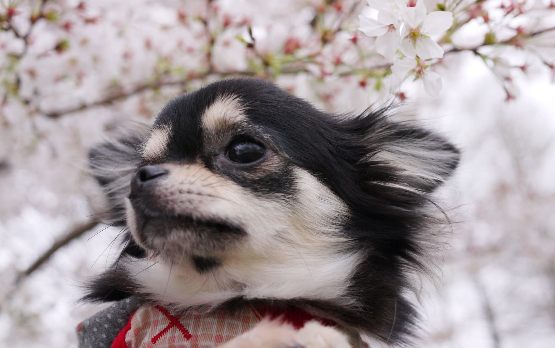 犬の歯磨き