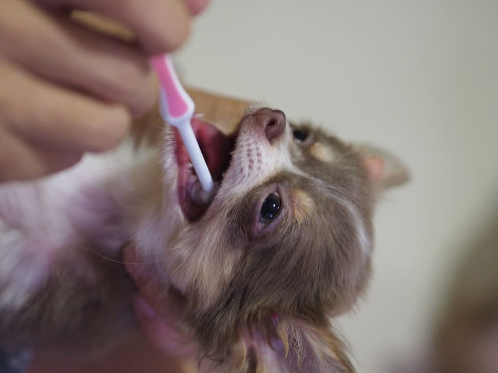 犬の歯磨き